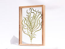 Load image into Gallery viewer, Tree of Life